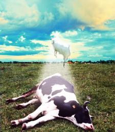 Cow to heaven!